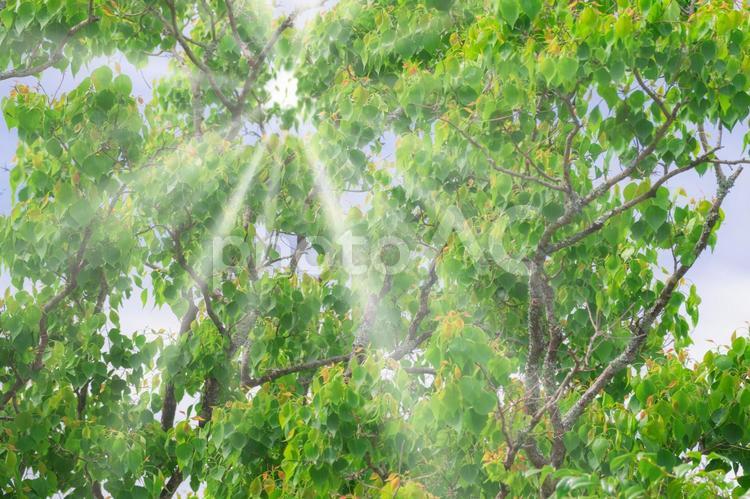 新緑の中の木漏れ日 新緑,木漏れ日,初夏の写真素材