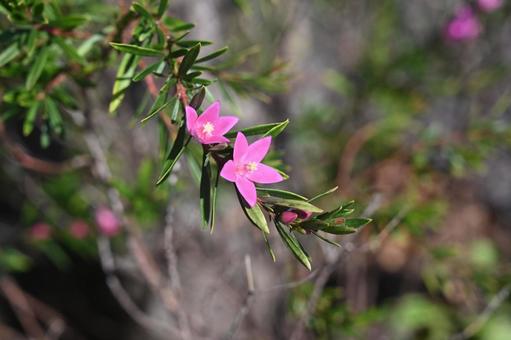 サザンクロスを撮りました サザンクロス,可憐,10月の写真素材