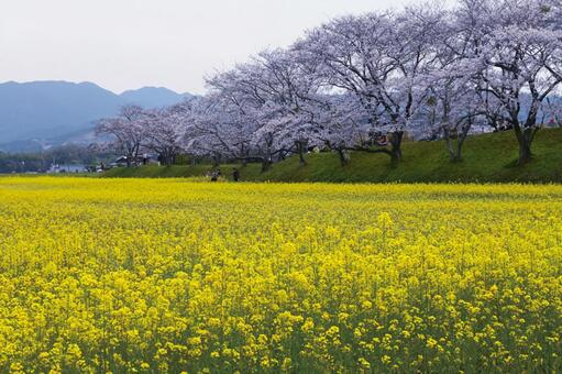 春の奈良県橿原市藤原宮跡 菜の花と桜 藤原宮跡,ふじわらきゅうせき,世界遺産暫定リストの写真素材