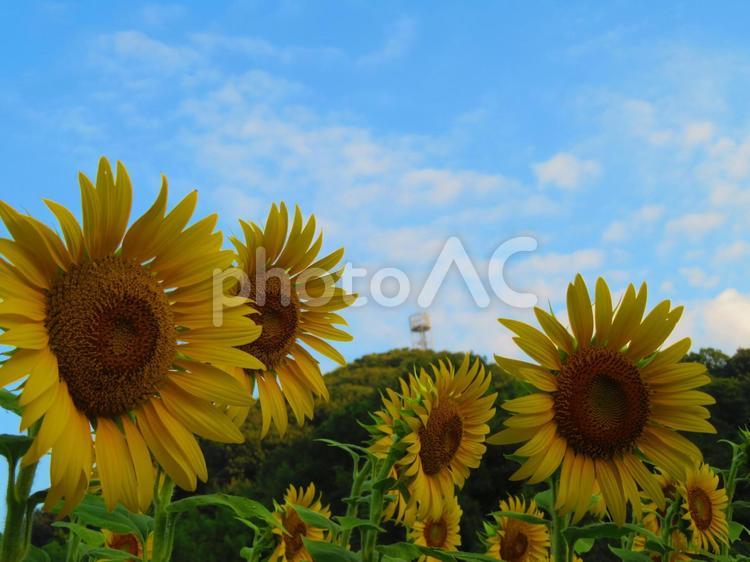 ７月下旬のひまわり畑 背景,ひまわり,花の写真素材
