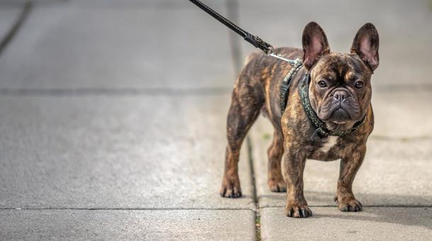 お散歩中のフレブル犬・フレンチブルドッグ お散歩中のフレブル犬・フレンチブルドッグの写真
