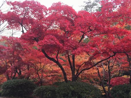 紅葉 もみじ 紅葉 もみじの写真