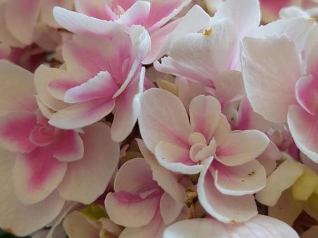 紫陽花 紫陽花の写真