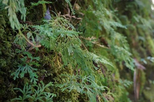 山の中の草 森,葉,緑の写真素材
