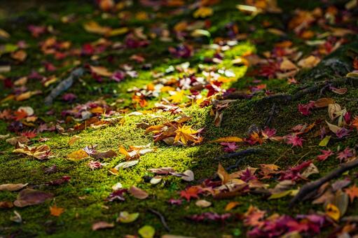 朝日に照らされた落葉達 紅葉,もみじ,モミジの写真素材