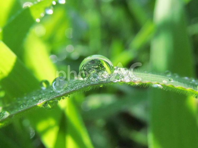 水滴と緑の葉と朝の光 水滴,すいてき,waterの写真素材