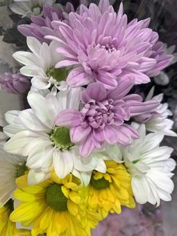 菊　花 菊,花,ガーデニングの写真素材