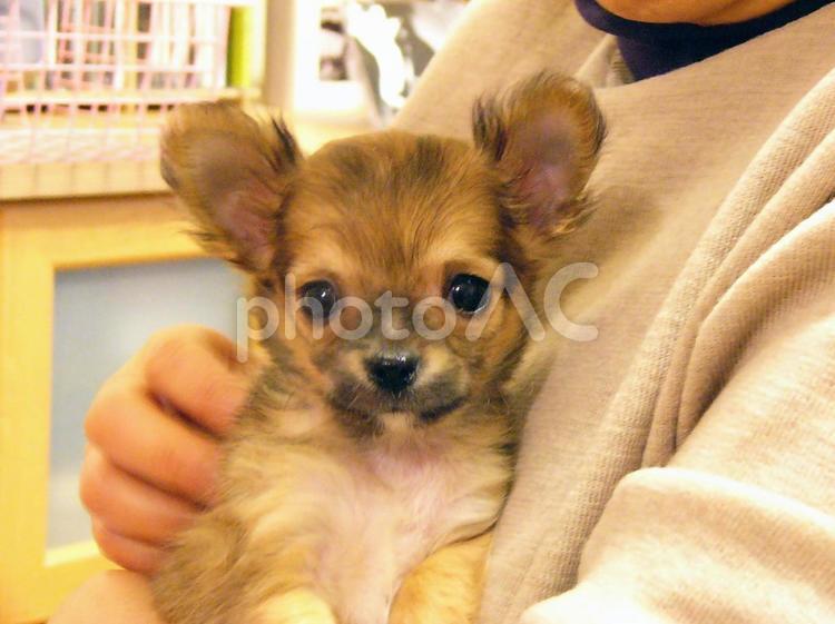 女性に抱かれる生後3ヶ月のチワワ チワワ,犬,ペットの写真素材