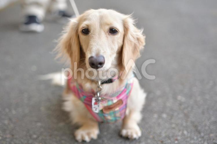 生き物　犬　お座りする犬 生き物,動物,犬の写真素材