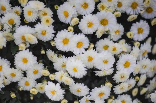 白い花 白い花 白色,緑,花の写真素材