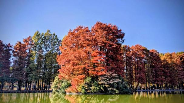 別所沼公園の弁天島 別所沼公園,秋,紅葉の写真素材