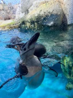 ペンギン ペンギンの写真