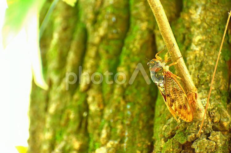 セミ　夏のイメージ 蝉,セミ,せみの写真素材