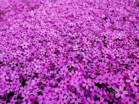 北海道 芝桜 北海道 芝桜の写真
