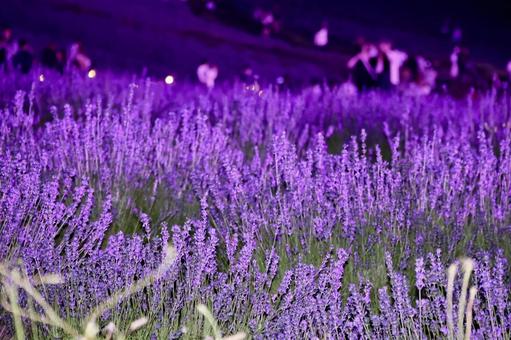 ラベンダー畑 夜間 ラベンダー畑,上富良野,花の写真素材