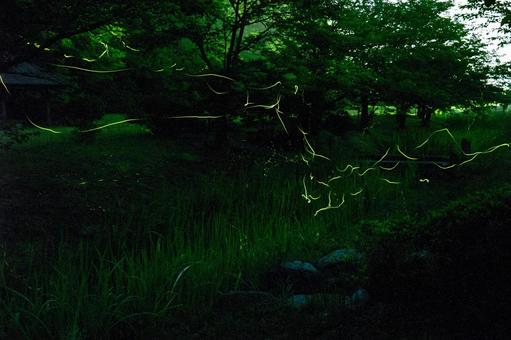 蛍の光 蛍の光の写真