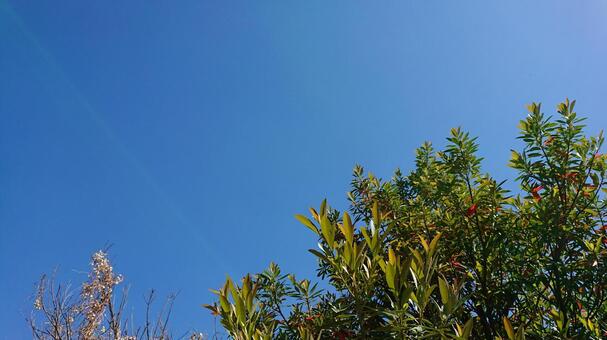 青空 青葉 青空 青葉の写真