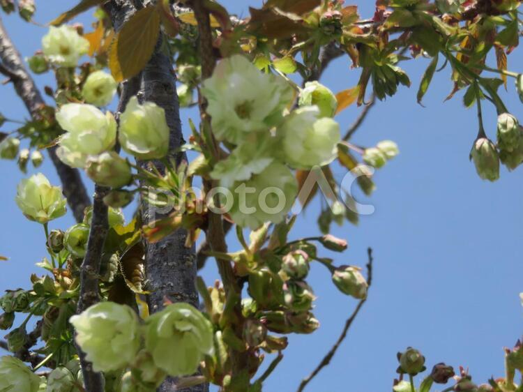 ごいきょう桜 御衣黄,珍しい,遅咲きの写真素材