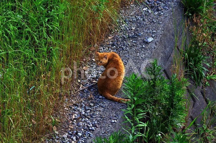 公園に住む猫たち ネコ,猫,キャットの写真素材