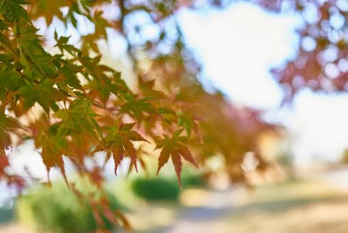 グラデーションが美しい色づき始めの紅葉 グラデーションが美しい色づき始めの紅葉の写真