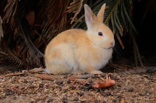 ウサギの赤ちゃん ウサギの赤ちゃん うさぎ,ウサギ,兎の写真素材