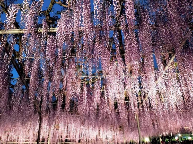 夕暮れ時の藤棚　あしかがフラワーパーク あしかがフラワーパーク,夕方,夕暮れ時の写真素材