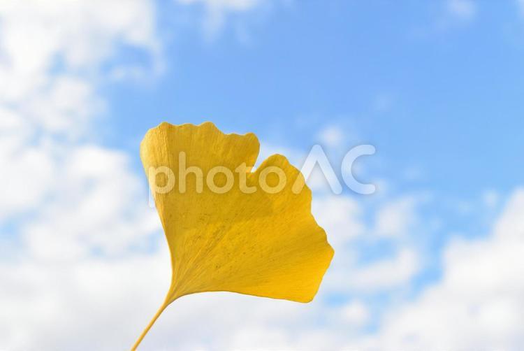 イチョウの葉と青空・左下 あおそら,あおぞら,あかるいの写真素材