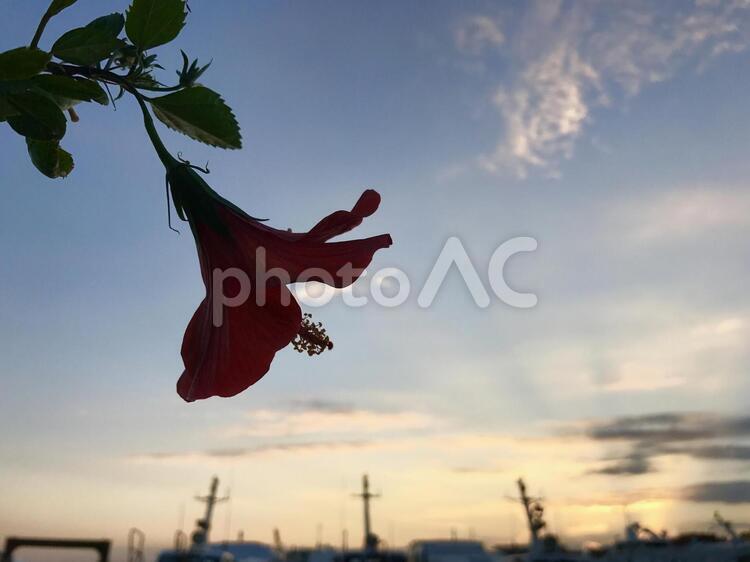 ハイビスカスと夕焼け ハイビスカス,何人もありません,光の写真素材