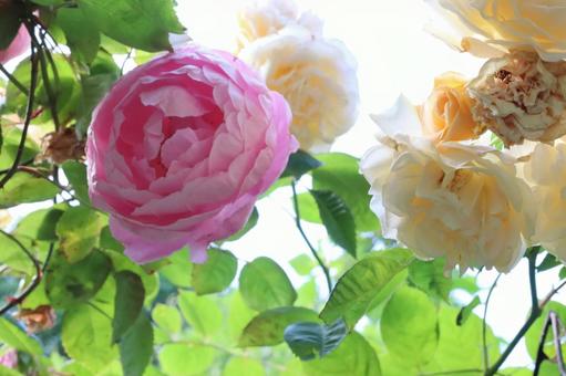 バラ園にて綺麗な薔薇を撮影しました バラ園にて綺麗な薔薇を撮影しました 花,薔薇,自然の写真素材