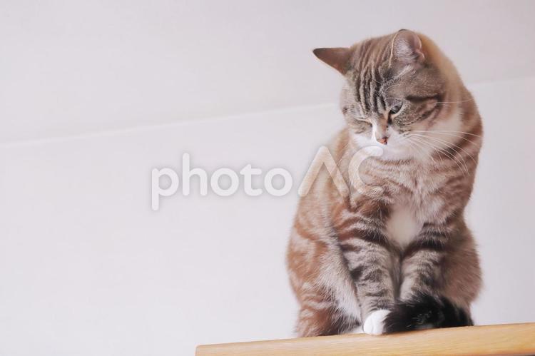 落ち込んでる可愛いトラ猫 ねこ,トラ猫,かわいいの写真素材