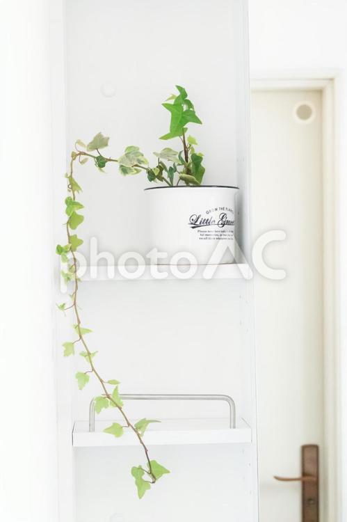 縦構図の洗面所の棚とアイビーの鉢植え　 洗面所,洗面室,棚の写真素材