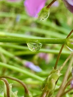 雫 雑草,水滴,野草の写真素材