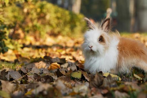 ペットのうさぎの写真
