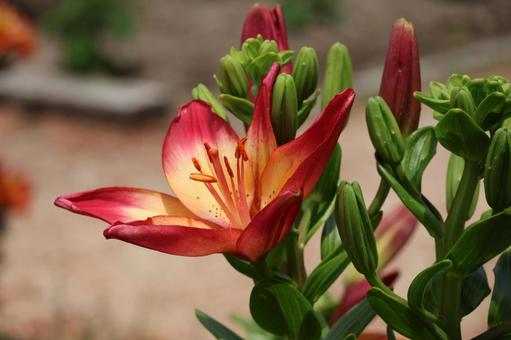オレンジ色の花びらのオレンジリリーの花 オレンジ色,花びら,オレンジリリーの写真素材