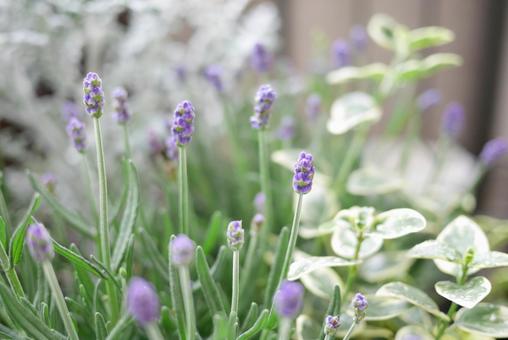 ハーブガーデン1 花,植物,パープルの写真素材