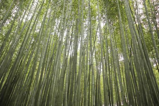 竹林 竹林,竹,京都の写真素材