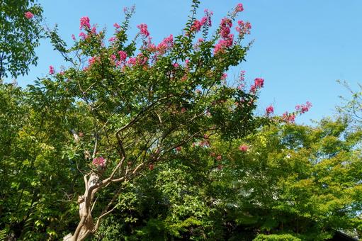 小布施のサルスベリの花 小布施のサルスベリの花の写真