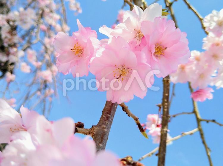 鮮やかな色のサクラと青空 春,空,晴天の写真素材