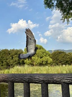 飛び立つ鳩 飛び立つ鳩の写真