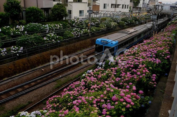 アジサイと電車 あじさい,紫陽花,アジサイの写真素材
