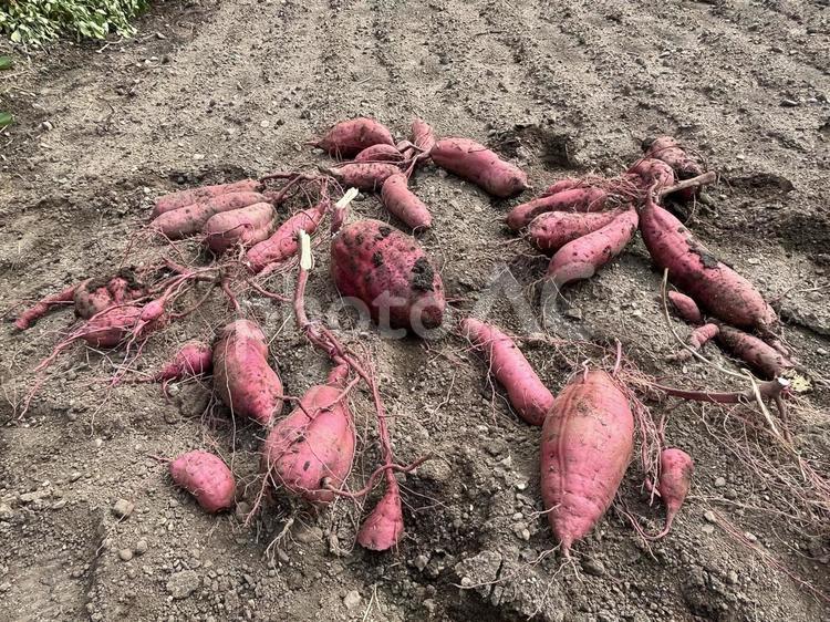 さつまいも さつまいも,採れたて,芋掘りの写真素材