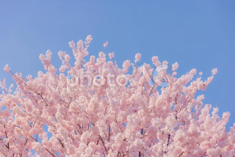 春の風景　青空　さくら　桜　開花 桜,春,花の写真素材