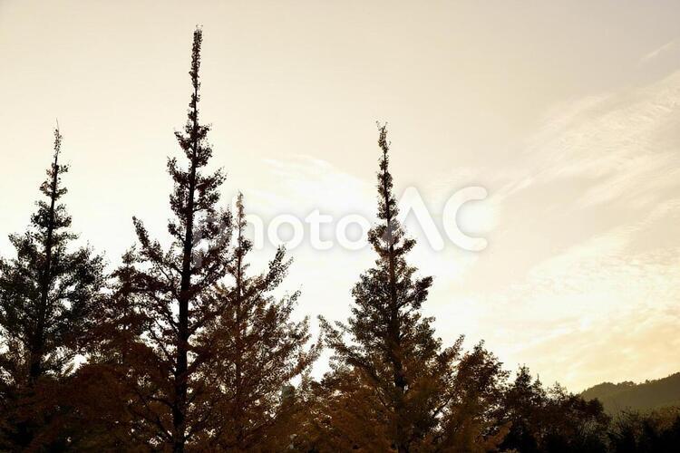 いちょう いちょう,かえで,もみじの写真素材
