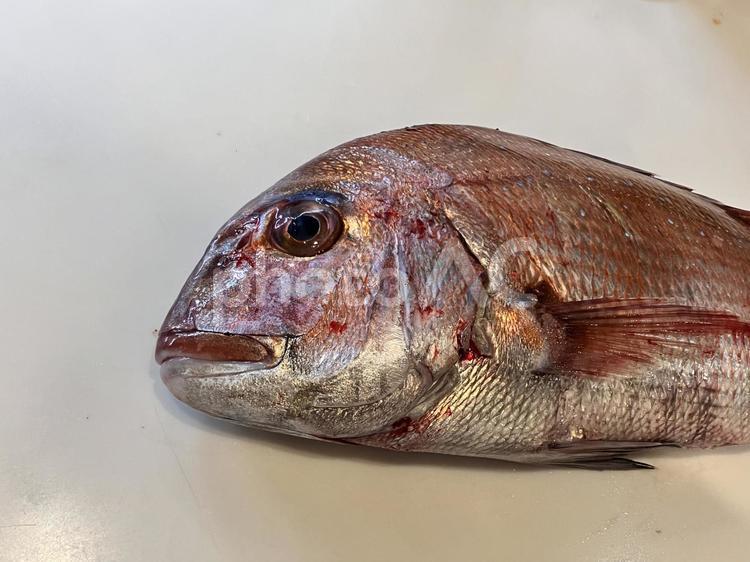 新鮮な朝どれの天然真鯛の顔 天然魚,魚,タイの写真素材
