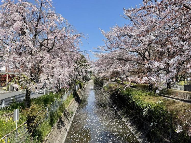 桜並木 サクラ,春,アップの写真素材