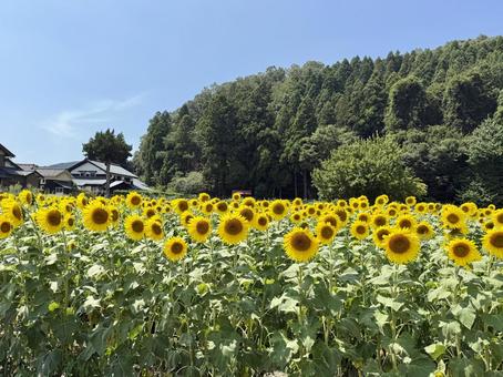 福井県 越前市の山奥のひまわり畑 福井県 越前市の山奥のひまわり畑 福井県,越前市,福井の写真素材