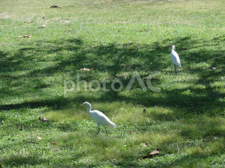 ハワイの公園にいた白サギ - No: 2892620｜写真素材なら「写真AC」無料（フリー）ダウンロードOK