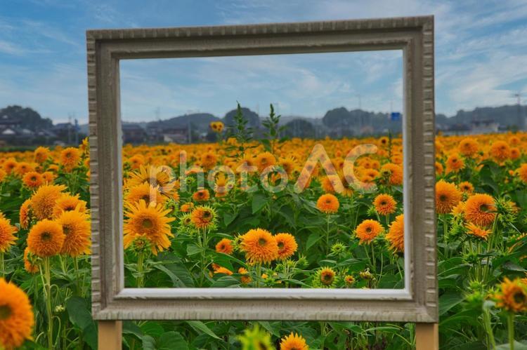 額で切り取られる満開の八重ひまわり 花,夏,自然の写真素材