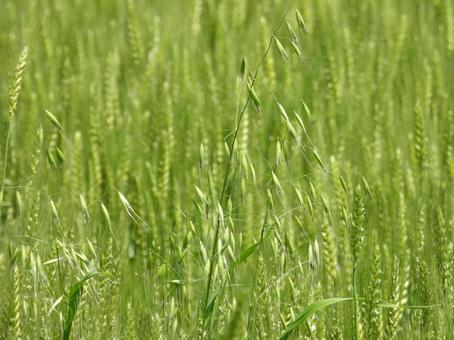 麦畑にカラスムギ(野草) 麦畑にカラスムギ(野草)の写真