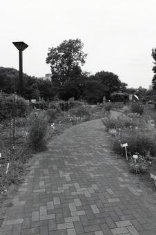 木場公園 木場公園 木場公園,公園,モノクロの写真素材